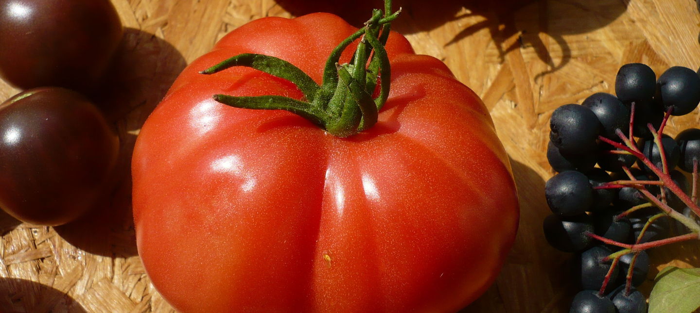 Pomidory malinowe - jak nawozić