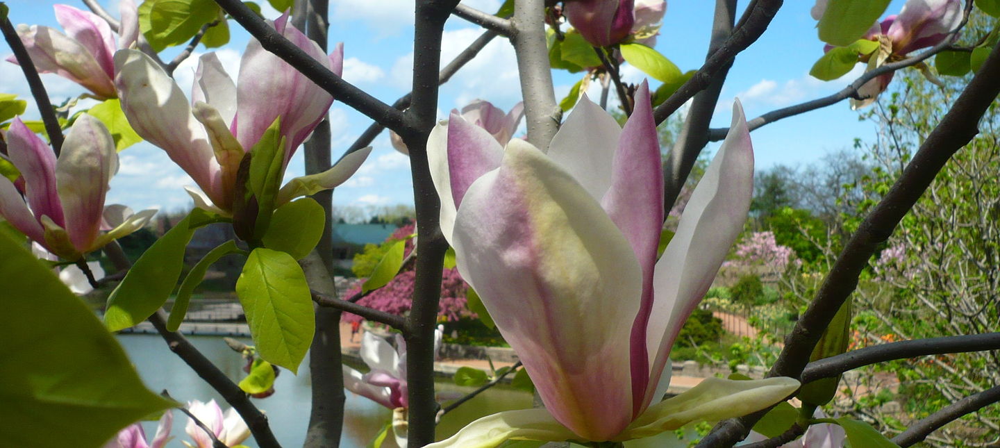 Choroby i szkodniki magnolii – objawy i zwalczanie