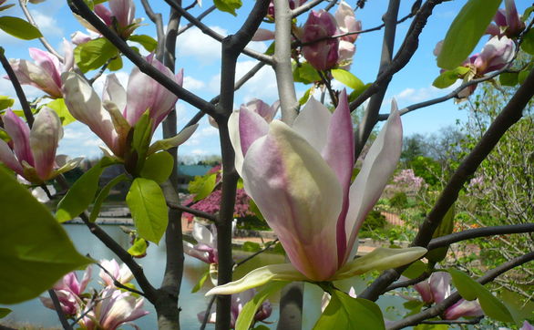 thumb Choroby i szkodniki magnolii – objawy i zwalczanie