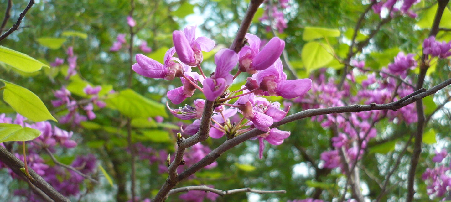 Najpopularniejsze odmiany judaszowców