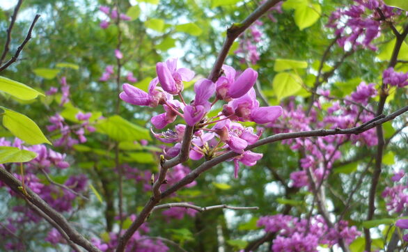 thumb Najpopularniejsze odmiany judaszowców