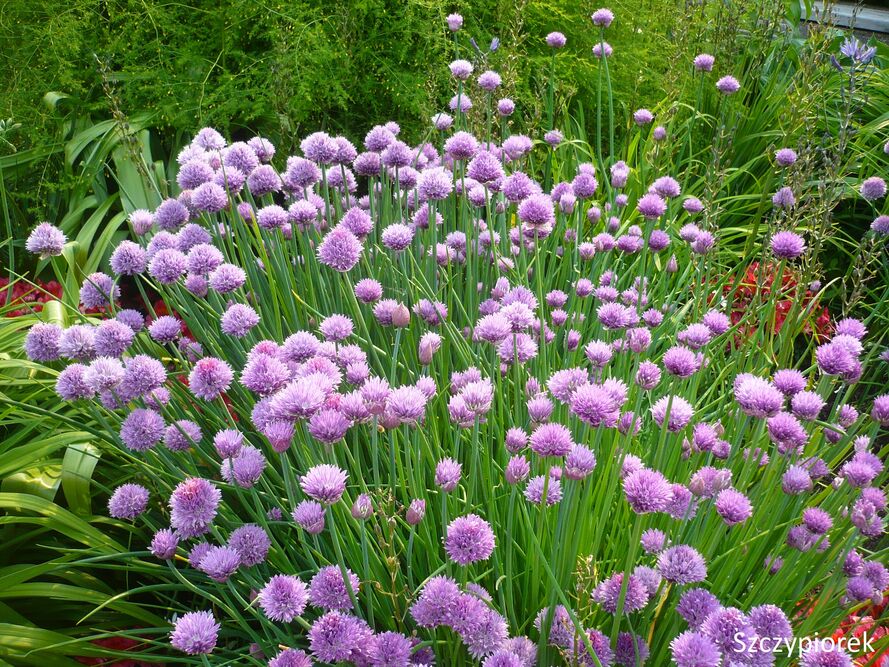 Kwiaty jadalne w ogrodzie - co siać/sadzić i jak zbierać