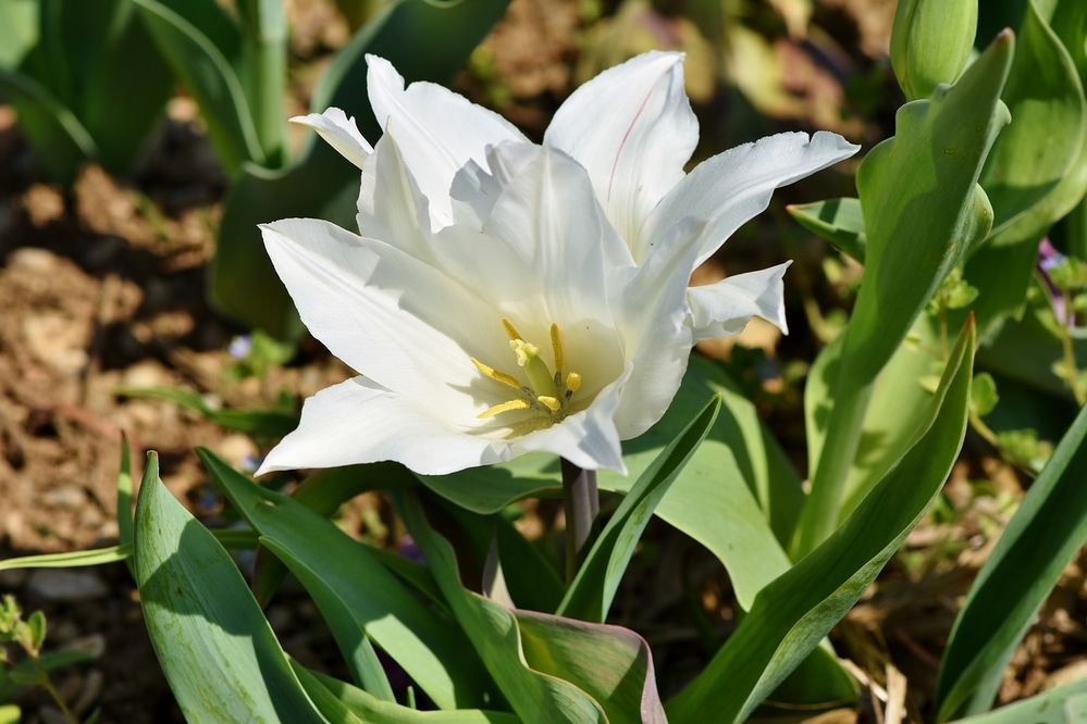 tulipan