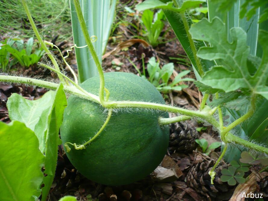 Arbuz i melon w polskich warunkach - najczęściej popełniane błędy w uprawie