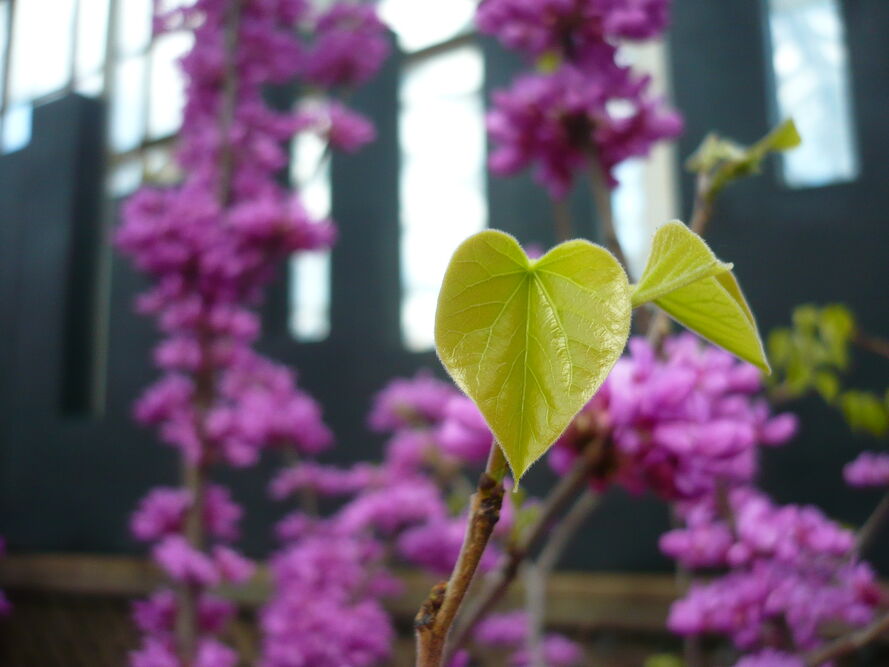 Najpopularniejsze odmiany judaszowców