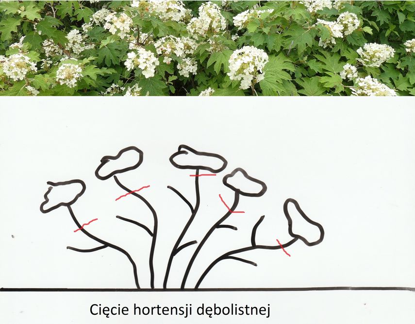 Hortensja - cięcie i przesadzanie 