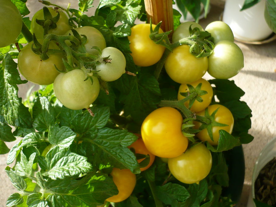 Pomidory doniczkowe - jak nawozić