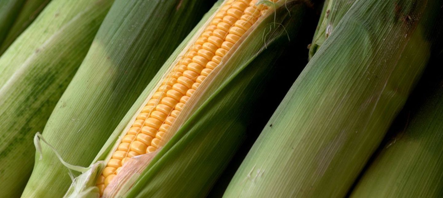 W jaki sposób uprawiać i pielęgnować kukurydzę?