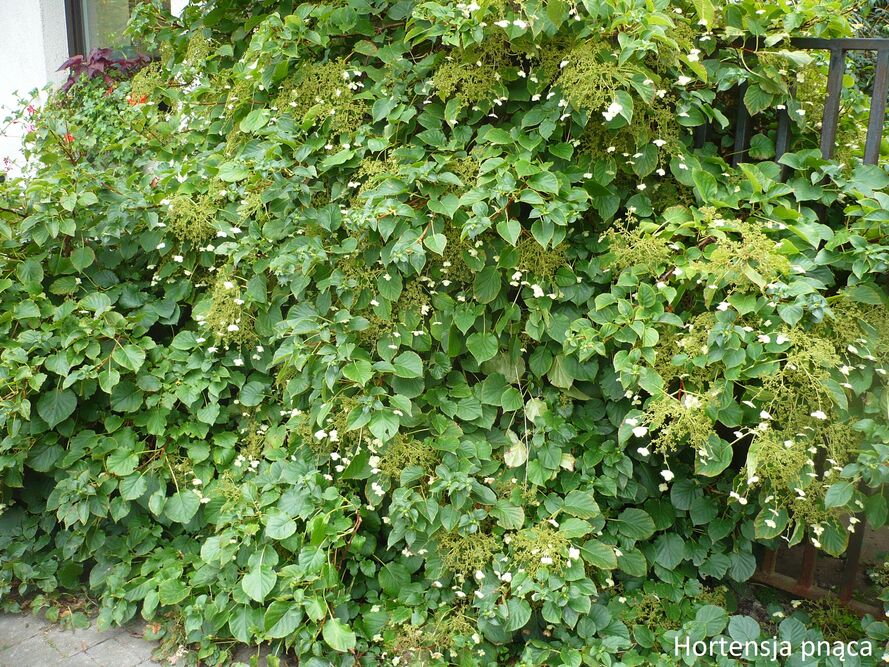 Co posadzić przy płocie