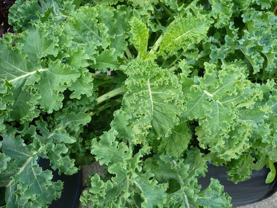 Warzywnik w workach i skrzyniach (grow bag) - co sadzić i jak pielęgnować