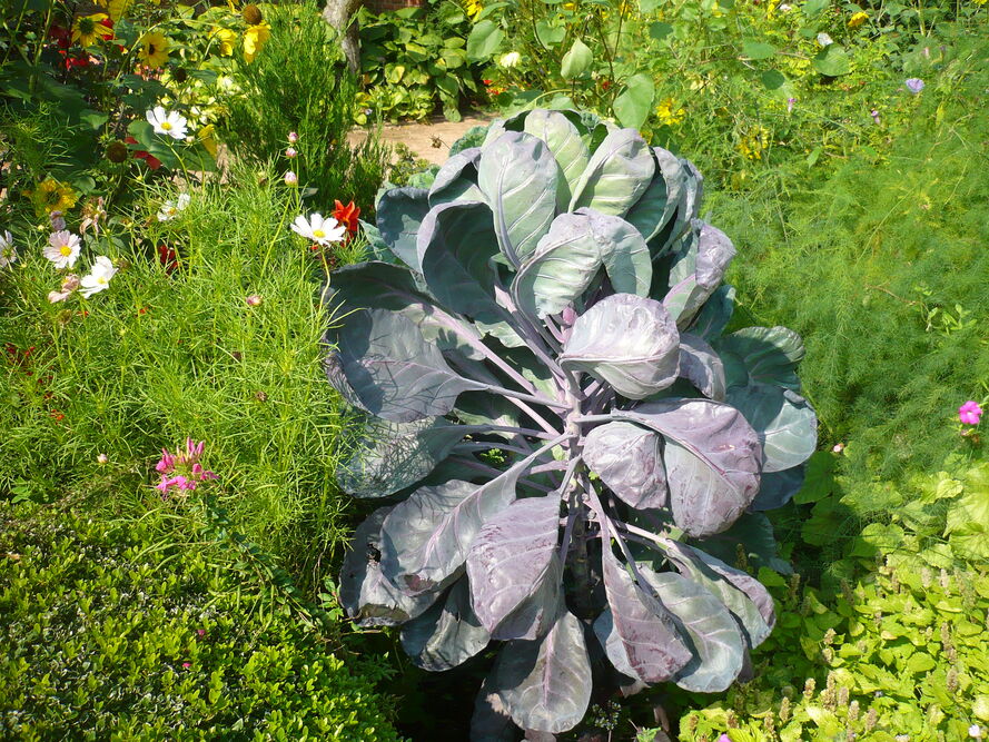 Kapusta brukselska - uprawa, pielęgnacja, właściwości