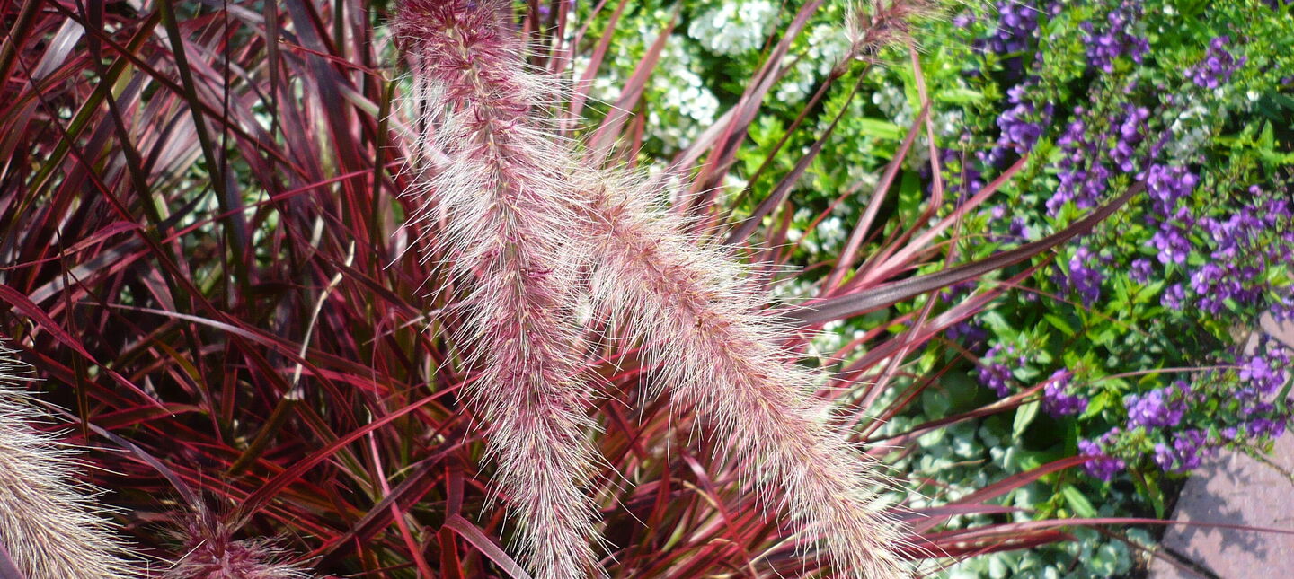 Rozplenice – uprawa, pielęgnacja, gatunki