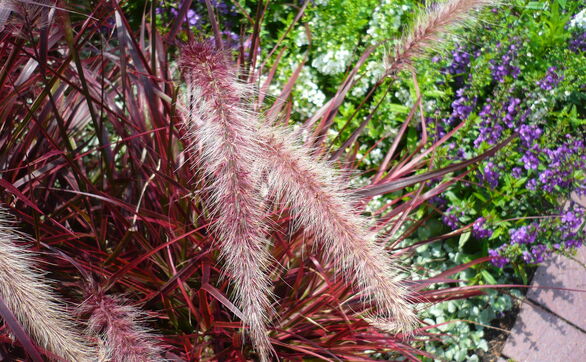 Przejdź do artykułu - Rozplenice – uprawa, pielęgnacja, gatunki