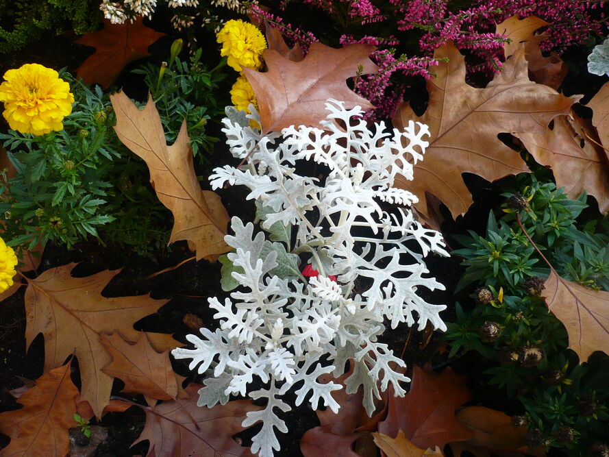 Kompozycje kwiatowe na balkony