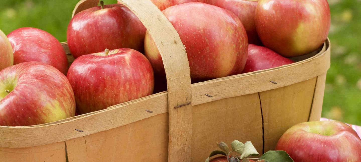 Najważniejsze zabiegi pielęgnacyjne w uprawie jabłoni.