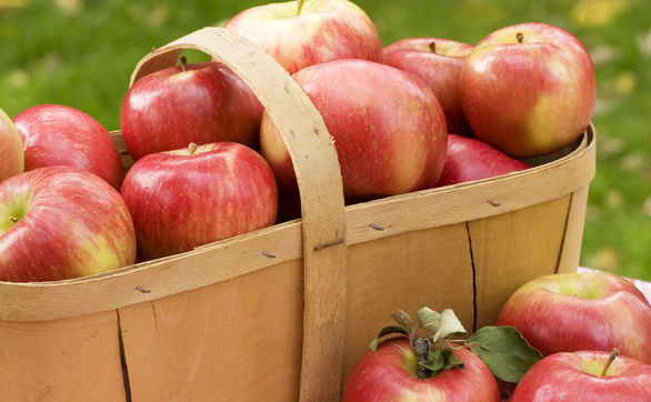 thumb Najważniejsze zabiegi pielęgnacyjne w uprawie jabłoni