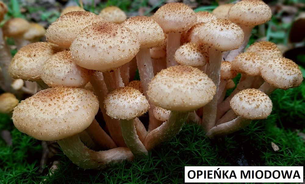 opieńka