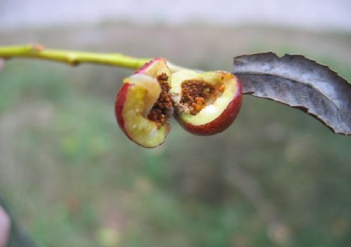 drzewa i krzewy lisciaste wierzba galasowka larwa