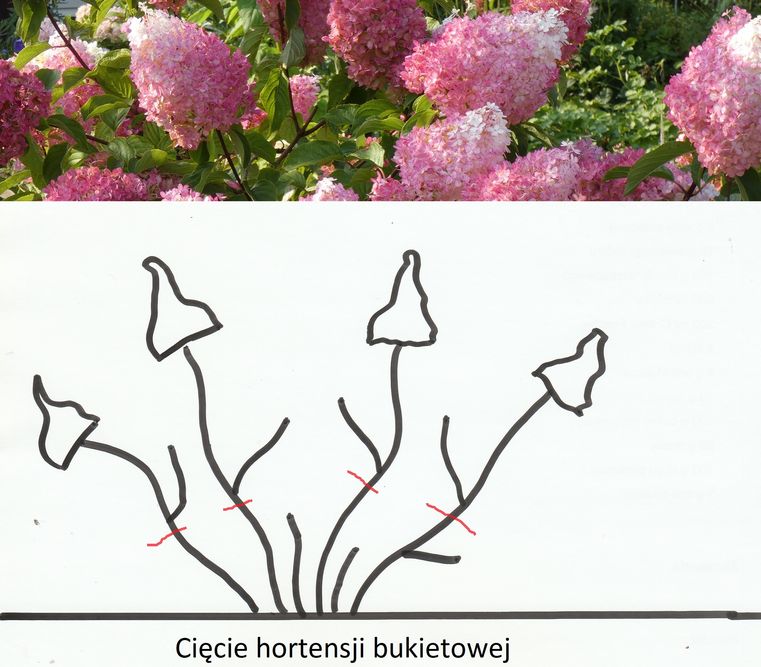 Hortensja - cięcie i przesadzanie 