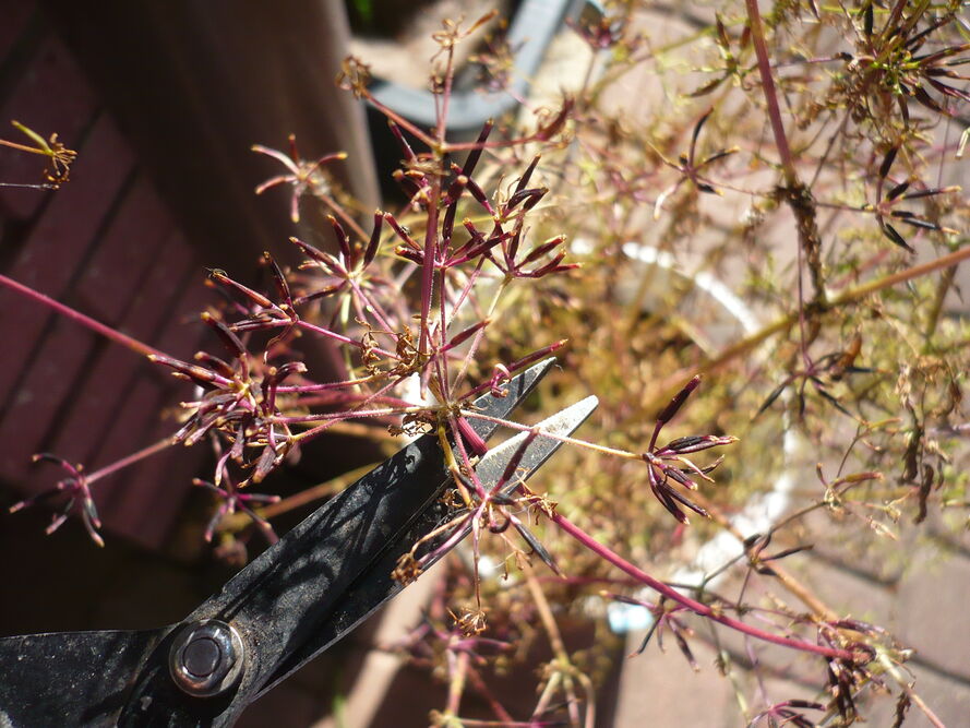 Trybula ogrodowa – uprawa, pielęgnacja, właściwości