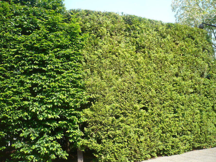 Przycinanie tui – praktyczny poradnik