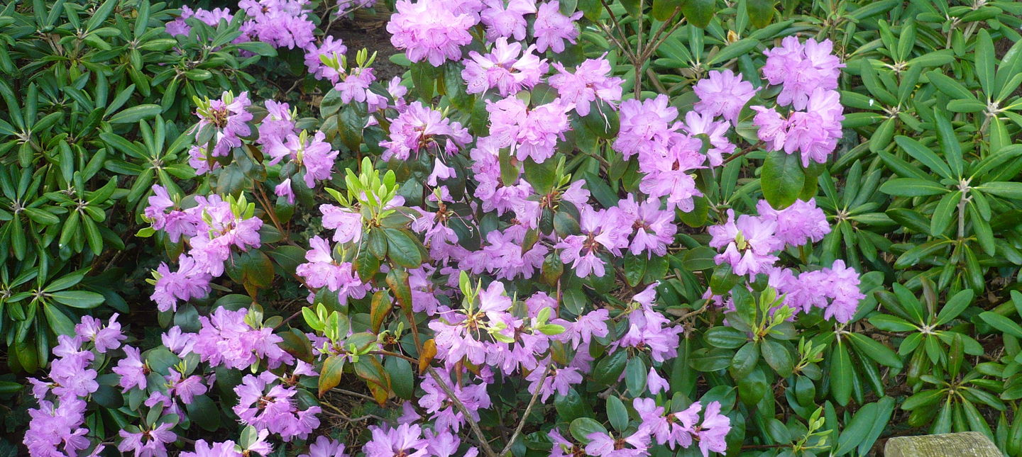Przycinanie rododendronów – pielęgnacyjne, formujące, odmładzające
