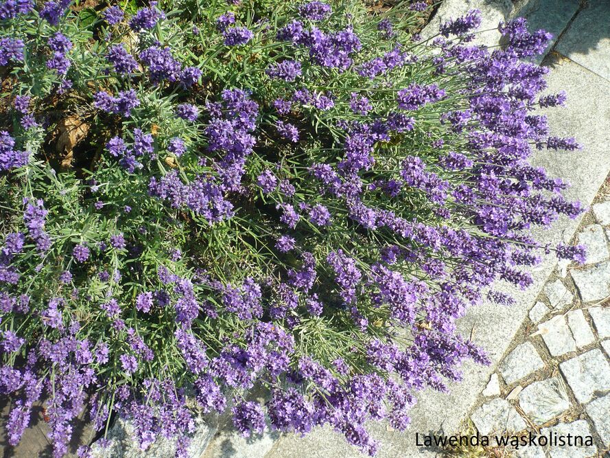 Kwiaty jadalne w ogrodzie - co siać/sadzić i jak zbierać
