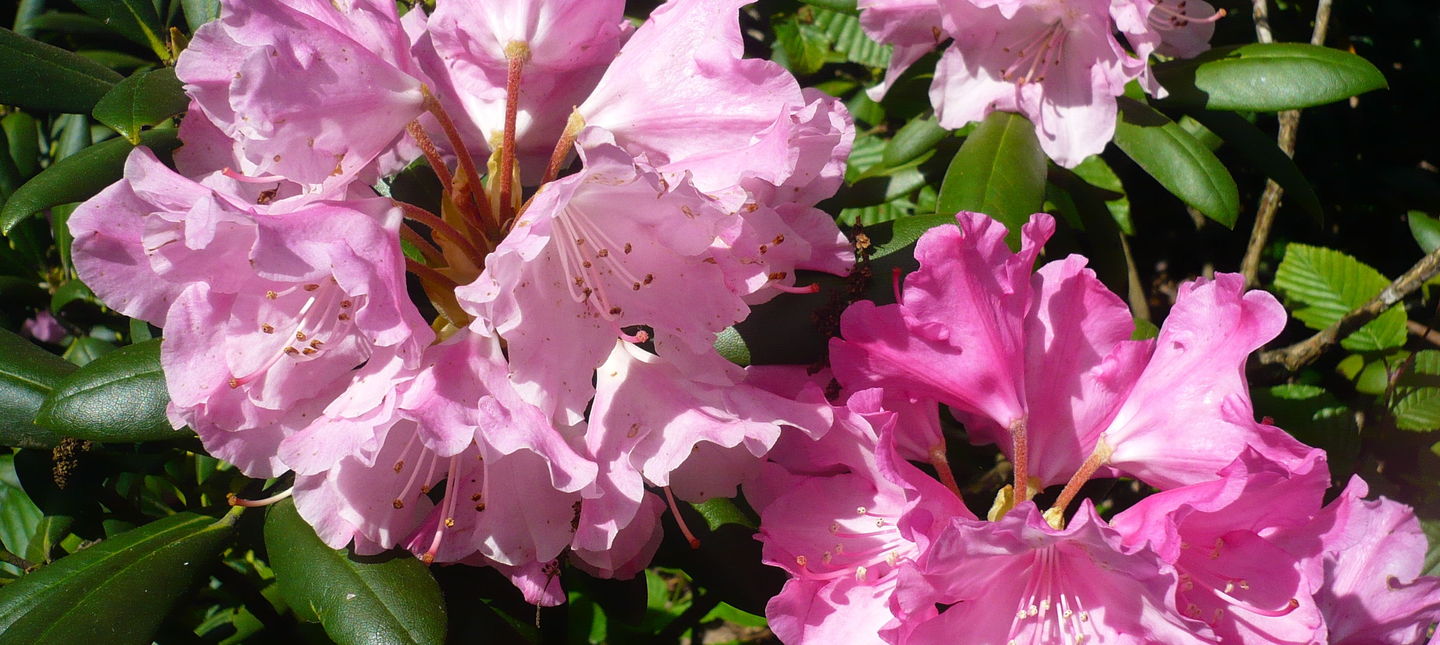 Rododendron - jak rozmnożyć i kiedy sadzić