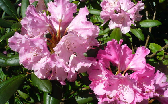 Przejdź do artykułu - Rododendron - jak rozmnożyć i kiedy sadzić