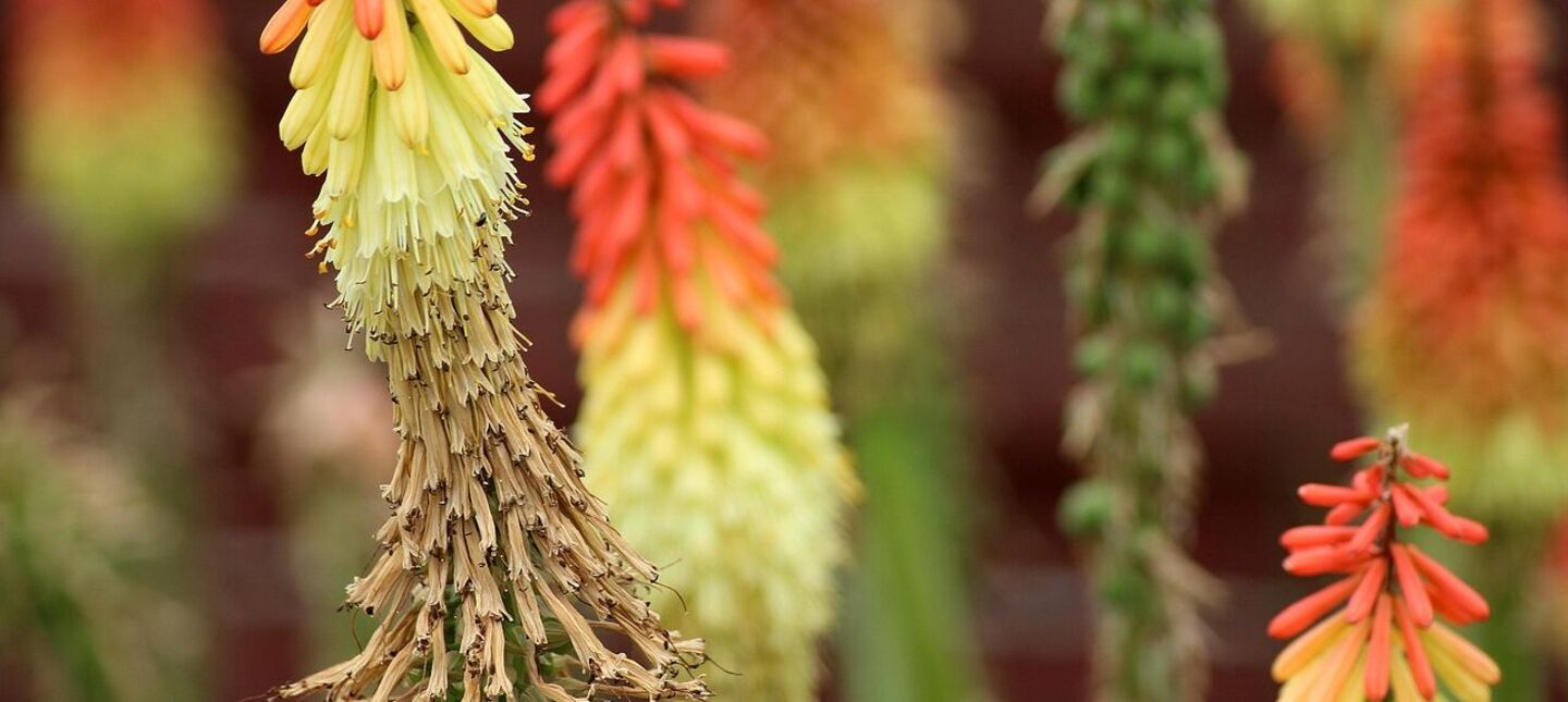 Trytoma groniasta – jak o nią dbać