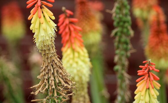 Przejdź do artykułu - Trytoma groniasta – jak o nią dbać