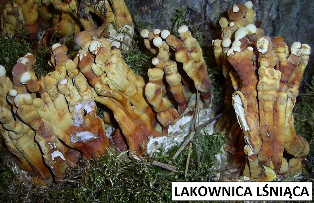 lakownica