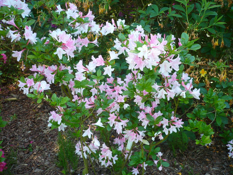 Najpopularniejsze odmiany rododendronów