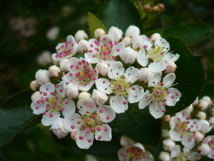 Aronia – uprawa i pielęgnacja
