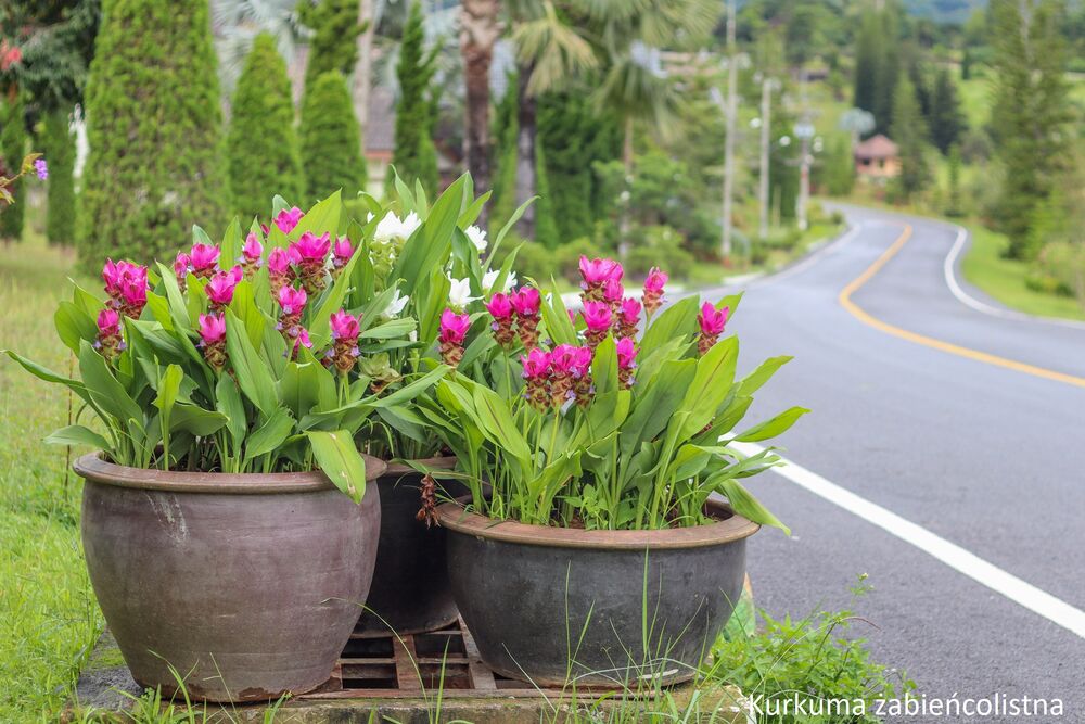 Kurkuma w doniczce - domowa uprawa i pielęgnacja krok po kroku