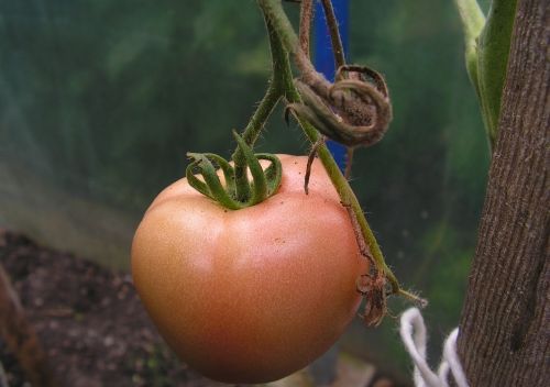 pomidor szara plesn 2 d