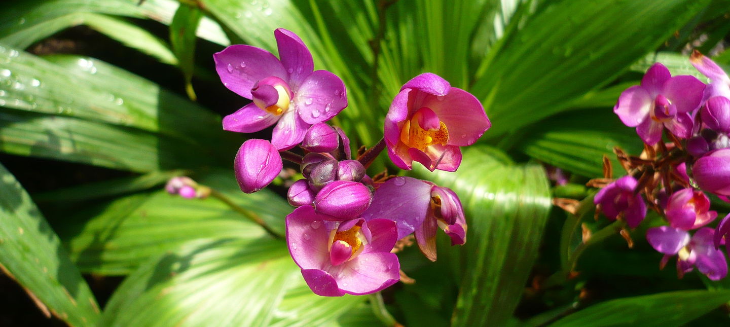Podlewanie storczyków - kiedy i jak podlewać orchidee