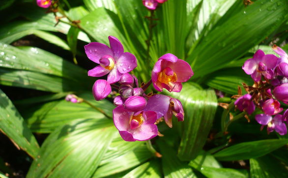 Przejdź do artykułu - Podlewanie storczyków - kiedy i jak podlewać orchidee