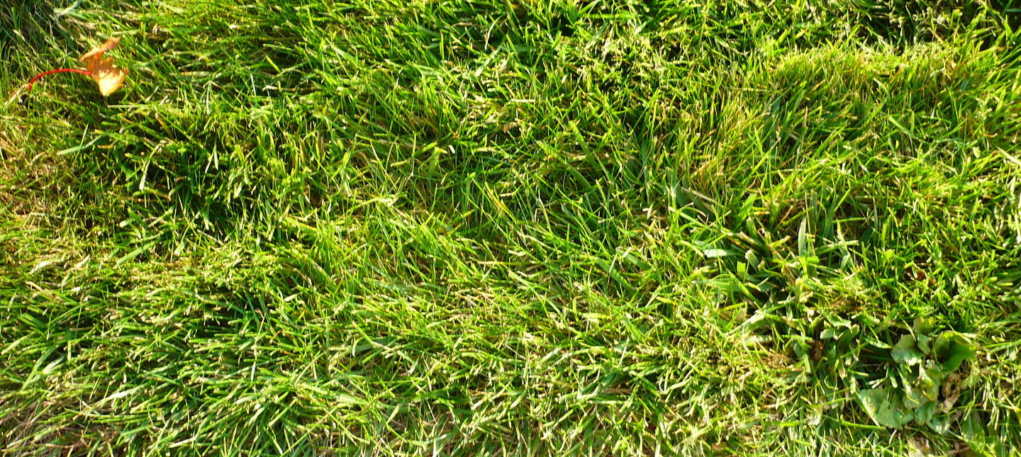 Najczęściej występujące problemy z trawnikiem – top 10