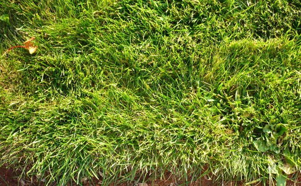 thumb Najczęściej występujące problemy z trawnikiem – top 10
