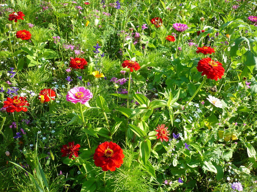 Slow gardening - ogrodnictwo bez presji, czyli jak planować ogród, który nie wymaga codziennej pracy