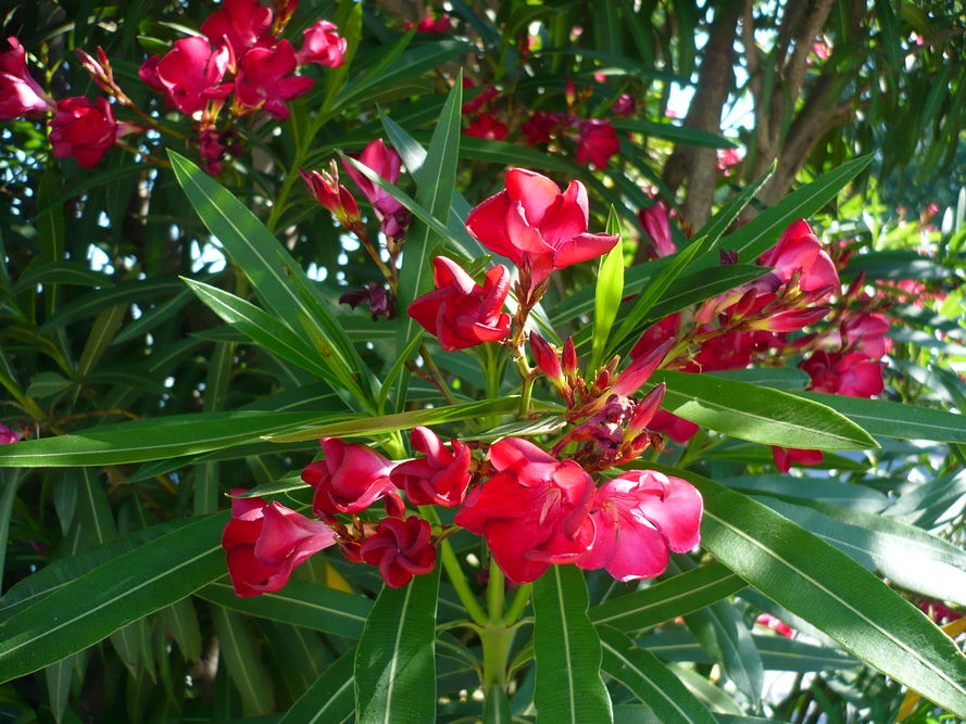 oleander uprawa